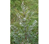 1.000 semi - Artemisia vulgaris (Artemisia/Common Wormwood) - W/Tracking