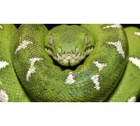 1.010 Xp + Vista-Spiele Jubilums-Edition [Edizione : Germania]