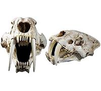 1: 1 A Grandezza Naturale Tigre dai Denti A Sciabola Modello di Teschio Animale Teschio Testa Anatomia Resina Replica per La Casa Bar Decor Decorazione di Halloween Strumento Educativo Regali,Cons