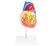 1:1 Cuore Modello Cardiovascolare Cuore Poster Display Anatomia Strumento Didattico 2 Parti Per Studenti di Medicina Ospedali Cliniche Classi