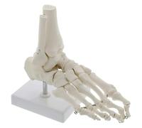 1:1 Grande Medico Scheletro Umano Ossa Del Piede Anatomia Modello Piede E Caviglia Con Gambo Osso Modello Anatomico Grigio Anatomia