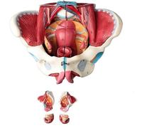 1:1 Life Size Female Pelvis Model with Removable Organs - Anatomical Educational Tool for Healthcare applications Teaching and Patient Education