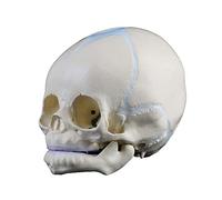 1: 1 Modello Cranio Dell'anatomia Umana Fetale 3B Modello Cranio Dell'anatomia Intelligente Anatomia Modello Cranio Dell'anatomia Medica Del Bambino