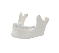 1: 1 Modello della Mascella Inferiore per Dimostrare Modello Osso Mascella Inferiore per Adulti 16 Denti Forniture Mediche Materiale didattico per Osso Mascella Mascella per Adulti per Laboratorio
