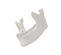 1:1 Modello della mascella inferiore Strumento di insegnamento dei medici Mandibola Anatomia Maxilla Inferiore Strumento Anatomico per l'insegnamento scolastico Adulto Modello di osso della mascella