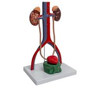 1: 1 modello urogenitale del corpo umano mostra l'uretra della vescica per l'insegnamento del rapporto sull'uretra della vescica renale