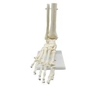 1:1 Scheletro Umano Anatomia del Piede Modello Piede e Caviglia Con Gambo Modello Anatomico Anatomia Risorse Didattiche