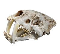 1:1 Teschio in resina tigre dai denti a sciabola per modello di testa decorazione domestica aiuto insegnamento cane cane aiuto vertebre lombari coccige modello anatomia display studio ricerca