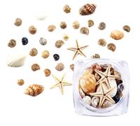 1/2/5 Scatola 3D Naturale Unghie Arte Decorazione Mini Conchiglia di Mare Moda