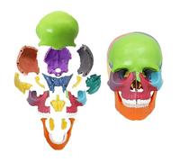 1/2 Modello di Anatomia del Cranio Umano, Modello Realistico della Testa Staccabile per Gli Studenti, Modello di Teschio in plastica esploso colorato in 15 Parti