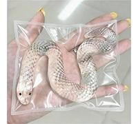 1/3/6 pezzi Fermaglio trasparente a forma di testa di serpente, giocattolo squishy, divertente giocattolo pop fidget a forma di serpente, giocattolo sensoriale morbido a lento rimbalzo in TPR per bamb