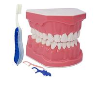 1.5 Volte Grandi Denti Dentali Modello Dentale Typodont Spazzolatura Filo interdentale Pratica Dimostrazione Rimovibile Denti inferiori per Bambini Studenti Dentali Denti Insegnare Studio