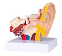 1,5 Volte Modello di Anatomia dell'orecchio Umano, Modello anatomico dell'orecchio 3D 1,5 Volte ingrandito Mostra Il Modello dell'orecchio Interno Medio Esterno Aula Medica Professionale