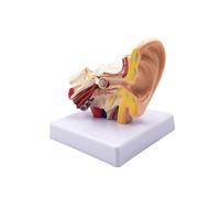1.5X Human Ear Anatomy - Professional Desktop Inner Ear Structure Simulation for Education