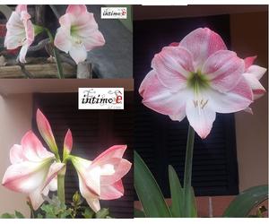 1 BULBO AMARYLLIS DETTO IL FIORE BELLA DONNA COLORE ROSA
