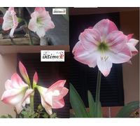 1 Bulbo Amarysso Detto il Fiore Bella Donna Paradisiaco Colore Rosa