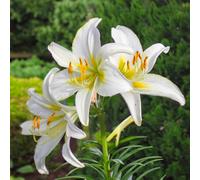 1 Bulbo di Lilium candidum | 18/20 cm di circonferenza | Bulbi provenienti dai migliori produttori Olandesi | Esclusiva selezione e controllo qualità | Fioritura garantita