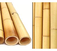 1 canna di bambù 200 cm Moso giallo sbiancato con spessore di 8,8 - 10 cm di diametro - 2 m XL bastoncini di bambù come materiale da costruzione