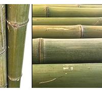1 canna di bambù da 180 cm, verde naturale, non trattata con spessore XL diametro da 8 a 9 cm