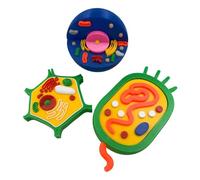 1 Dettagliato Modello di Anatomia delle Cellule Piante Animali Modello Biologia Aula Strumento di Insegnamento per Laboratorio & Studio Modello di Cellule Animali e Pi