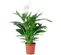 1 foglio - Spathiphyllum Lauretta - Altezza circa 90 cm, diametro pentola: 19 cm.
