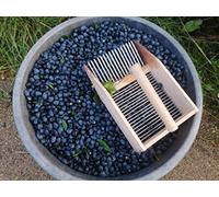 1 kg di Bacche di mirto fresche raccolte a mano per liquore - Myrtus Communis DISPONIBILI