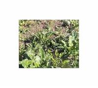 1 kg di barbabietole da foraggio Brigadier, piante da giardino poliploide F-S22 - Seeds & Plants Shop by Ipsa