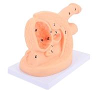 1 manichino for cateterizzazione maschile for uso sanitario, for simulazione didattica ed esercizi pratici di assistenza