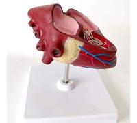 1 modello anatomico del cuore del cane canino - modello educativo in PVC for applicazioni di insegnamento veterinario e formazione sanitaria