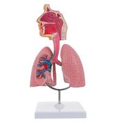 1 modello anatomico del sistema respiratorio con cuore rimovibile - Polmone umano da esporre a scopo didattico