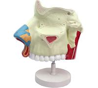 1 modello anatomico della cavità nasale umana - Ausilio didattico for la formazione sull'endoscopio respiratorio in otorinolaringoiatria for applicazioni sanitarie