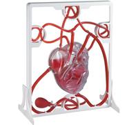 1 modello anatomico di circolazione sanguigna del cuore - strumento educativo 3D for l'insegnamento e l'apprendimento della biologia umana