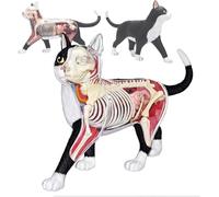 1 modello anatomico di gatto 4D - modello anatomico educativo di gatto bianco e nero con 28 organi staccabili for l'insegnamento e l'apprendimento