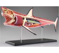 1 modello anatomico di squalo 4D - 20 organi e parti del corpo staccabili for lo studio e l'insegnamento della biologia