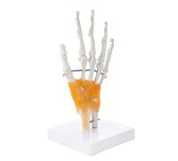 1 modello articolato scheletro a mano con giunti flessibili per addestramento medico e studio di anatomia artistica costruzione in PVC modello anatomico articolato a mano