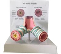 1 modello di anatomia tracheale umana - modello bronchiale del sistema respiratorio for asma for esposizione e insegnamento didattico