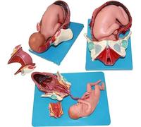 1 modello di bacino for dimostrazione del parto - Simulatore di bacino femminile incinta anatomicamente accurato for uso didattico