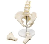 1 modello di bacino maschile a grandezza naturale con colonna lombare - scheletro anatomico dell'anca for studio in classe ed esposizione