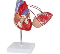 1 modello di bypass cardiaco umano a grandezza naturale in scala 1:1 - Ausilio didattico anatomico for applicazioni sanitarie e didattiche