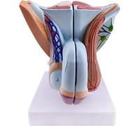1 modello di organo genitale maschile - modello anatomico in PVC for la formazione educativa nelle applicazioni sanitarie scientifiche
