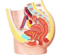 1 modello di scheletro pelvico femminile a grandezza naturale - Anatomia riproduttiva in 2 parti con muscoli e apparato urinario for l'educazione scientifica