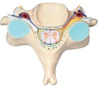 1 modello di sezione trasversale del midollo spinale umano - modello della vertebra C5 - anatomia dettagliata for l'istruzione e la formazione medica