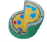 1 modello di stelo dicotiledone - Anatomia delle cellule vegetali - Supporto didattico educativo for uso sanitario, formazione e uso scolastico