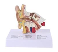 1. Modello orecchio umano a grandezza naturale, materiale didattico scientifico anatomico, indicatore di studio anatomico, strumento professionale per risorse scolastiche, modello orecchio umano