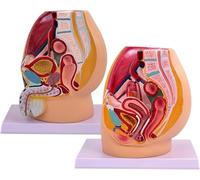 1 modello sagittale del bacino maschile e femminile a grandezza naturale for uno strumento didattico dettagliato sull'anatomia genitourinaria