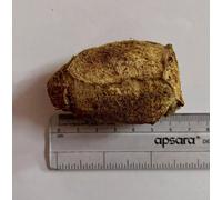 1 PC originale Ekakshee Ekakshi Nariyal, un occhio di cocco per la prosperità...