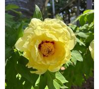 1 pezzi bulbi di peonie resistenti - copertura del suolo, perenne resistente, bulbo esotico resistente, piccolo per donne, peonia, da giardino