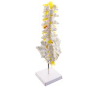 1 pezzo 1:1 Kit modello umano di 5 vertebre lombari Forniture per