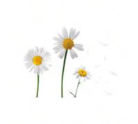 1 pezzo Adesivo per auto con petali di margherita che cadono, adatto per carrozzeria auto, graffi, copertura, computer portatile, frigorifero, adesivo decorativo carino e divertente per auto, moto, fi