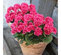 1 pezzo di fiore artificiale di geranio, geranio simile alla seta, cespuglio di geranio bianco artificiale resistente ai raggi UV, pianta di fiori finti adatta per vasi, giardino e decorazione domesti
